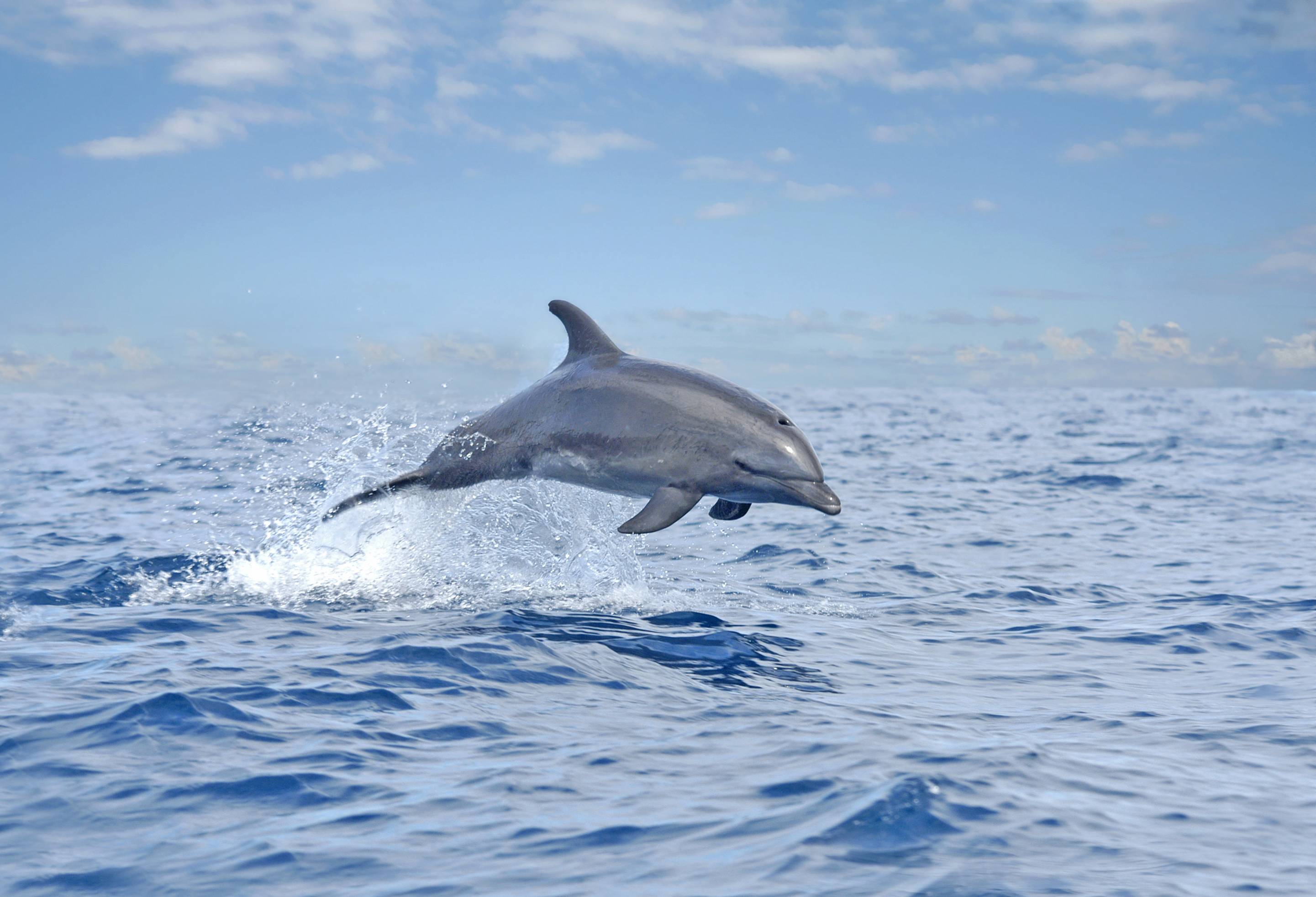 Dolfijn bij Samara in Costa Rica